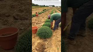 Tub flowers are cultivated in this way and sold at high prices।😱shortvideo amazingfacts [upl. by Alamac357]