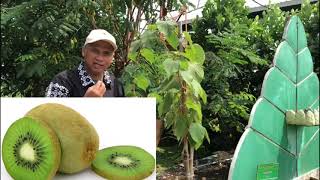 Pohon Buah Kiwi [upl. by Opaline341]