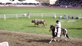 2018 Pendleton Roundup Bullriding championship round and victory lap [upl. by Anselm87]