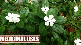 Catharanthus roseus Medicinal Uses  Periwinkle Medicinal Uses [upl. by Lsiel]