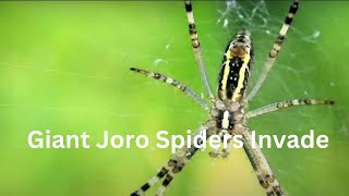 Giant Joro Spiders Invade the Northeast 🕷️ [upl. by Lohman490]