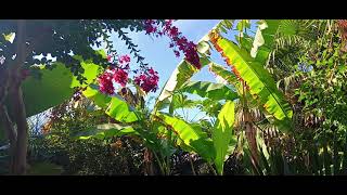 PaulWilliam présente Tetrapanax papyrifera ☘️🍀 [upl. by Carol]