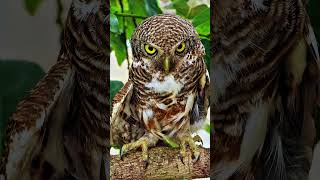 Burrowing Owls Intense Gaze  Fascinating GroundDwelling Raptor Facts [upl. by Deppy]