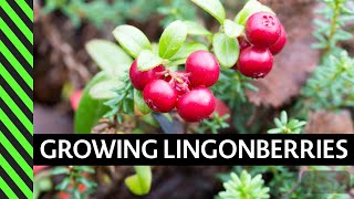 Lingonberry How to Grow [upl. by Benedetto]