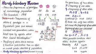 Hardy Weinberg theorum  Hardy Weinberg principle  class 12 [upl. by Mariellen]