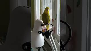 birds funny budgie budgies tigrice parrot balkan pets bobi [upl. by Aubyn]