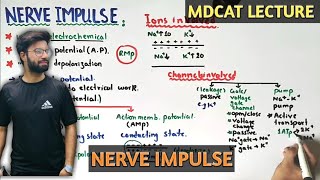 Nerve impulse  NMDCAT 2021 [upl. by Capriola]