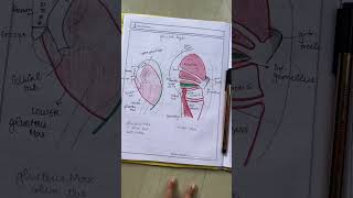 gluteus medius and minimus origin insertion hip anatomy 🍑 bpt physiotherapy anatomy mbbs fyp [upl. by Helsie422]