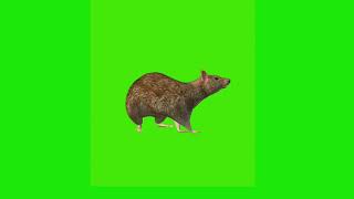 3D Mouse چوہا  Without Copyright Green Screen Video  3D Mouse Green Screen Video [upl. by Madigan]