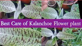 All About Kalanchoe  Kalanchoe Plant Care  Time To Buy This Long Lasting Flowering Plant [upl. by Winstonn]