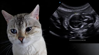 How to calculate gestational age in felines using biparietal head diameter [upl. by Neelloj]