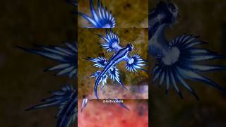 Blue Dragon hindifacts sciencefacts [upl. by Raymonds]