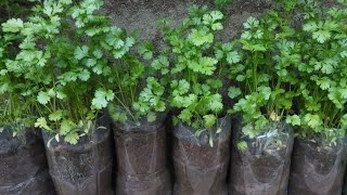 COMO PLANTAR SALSINHA E COENTRO EM VASO GARRAFAS PET [upl. by Elpmid]