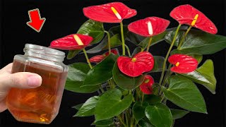 1 Cup A Week Suddenly Anthurium Grows Lots Of Roots And Blooms All Year Round [upl. by Woolson]