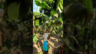 Funny banana part 34 shorts viral banana satisfying farming shortvedios bananacutting [upl. by Eleanore]