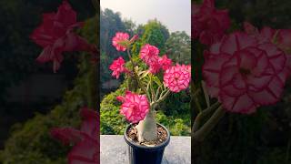 Adenium Obesum on Full Bloom 😍😍😍adeniumgarden gardening adenium flowers floweroftheday [upl. by Enialedam]