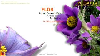 Pulsatilla Propiedades y beneficios Flor de viento Anémona Flor de Pascua [upl. by Debee]