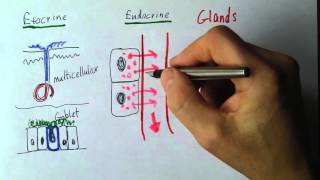 Endocrine 1 Exocrine and endocrine glands [upl. by Zaria]