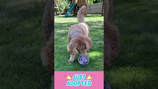 🎉 Pawsome News Ruby has been adopted 🥳 [upl. by Ahselyt756]