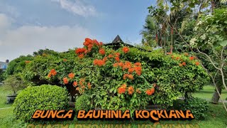 Bunga Rambat Bauhinia Kockiana yang berbunga sepanjang waktu sampai menutupi Saung [upl. by Folsom895]