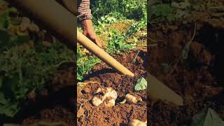 youtubeshorts agriculture viralvideo [upl. by Lacagnia153]