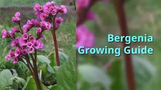 Bergenia Growing Guide [upl. by Estrellita171]