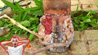 Poor Cows Leg PIERCED by Iron Bar FULL of Pus and Worms satisfying 141102 [upl. by Ddart265]