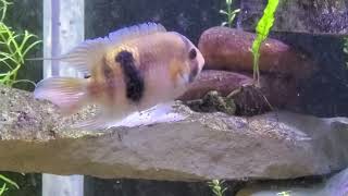 Keyhole Cichlids Paired Off [upl. by Dabney]