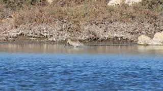 BarTailed Godwit Pittima minore Limosa lapponica [upl. by Catie]