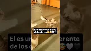 Y no es malo😍 elartedeamar youtubevideos amoralarte gatos artedeamor comedia comedy humor [upl. by Malena]