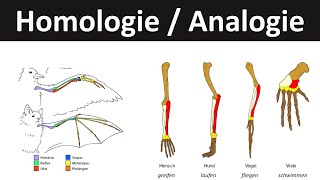 Homologie und Analogie einfach erklärt  Homologiekriterien [upl. by Airdnna825]