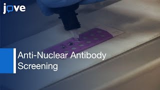 AntiNuclear Antibody Screening Using HEp2 Cells [upl. by Zsa Zsa]