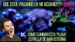 Como eliminar la quotPlagaquot Estrella de Mar Asterina [upl. by Armbruster]