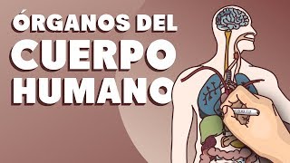 Órganos del cuerpo humano [upl. by Lihp]