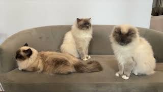 Two Birmans and a Ragdoll next to each other [upl. by Dukey779]