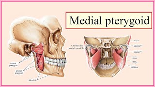 medial pterygoid [upl. by Shurlocke]