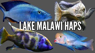 Top 10 Favorite Lake Malawi Haplochromis Cichlids [upl. by Pacian]