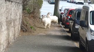 Great Orme Goats out on the streets of Llandudno this morning [upl. by Veal]