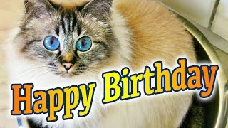 Birman Cat Birthday Song [upl. by Morissa176]