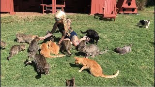 Live from Lanai Cat Sanctuary [upl. by Nerra]