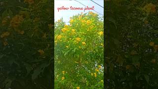 tecoma yellow bells plantflowerslove  viralvideoviralshorttrending [upl. by Salas]