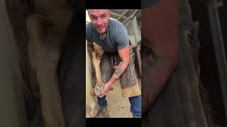 Horses Foot Triming How to cleaning Horse hoof hooftrimming hoofcleaning horses [upl. by Terri754]