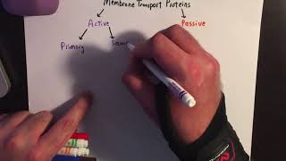 Membrane Transport Proteins [upl. by Carmela]