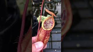 Nepenthes spathulata x glabrata BE3790 [upl. by Anairuy]