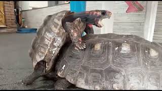 EVER SEEN A TORTOISE SEXORGAN CLOSE UP😝TORTOISE MATING LIVE ON CAMERA mating shorts shortsvideo [upl. by Yrellav249]