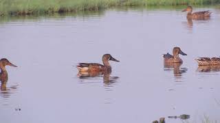 Northern Shoveler at Nandur Madhyameshwar Bird Sanctury Nashik [upl. by Akimal611]