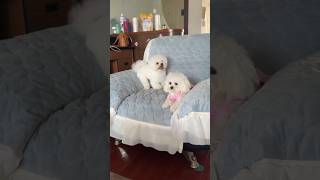 Two Crazy Puppy 🙀😂 dog minidoge cat pets cuteanimal cutepuppy [upl. by Ojillib35]