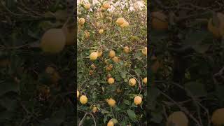 Why Your Citrus Tree Leaves Are Turning Yellow and How to Fix It  Agri Farming [upl. by Blaise]