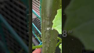 First cucumber of the Season 2023  Marketmore 76  Let’s Eat  OCDish Chick zone7a gardening [upl. by Miuqaoj]