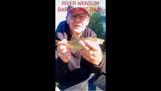 RIVER WENSUM BARBEL ARE BACK fishingbarbell fish [upl. by Khalin]